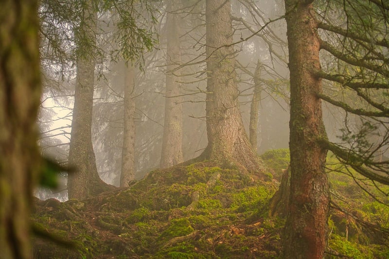 Mindful Hike